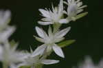 Woodland stonecrop